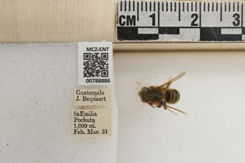 Media type: image;   Entomology 788886 Aspect: Labels